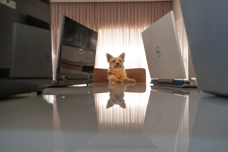 Um momento descontraído nos bastidores da Arnoldi, entre dois notebooks na mesa